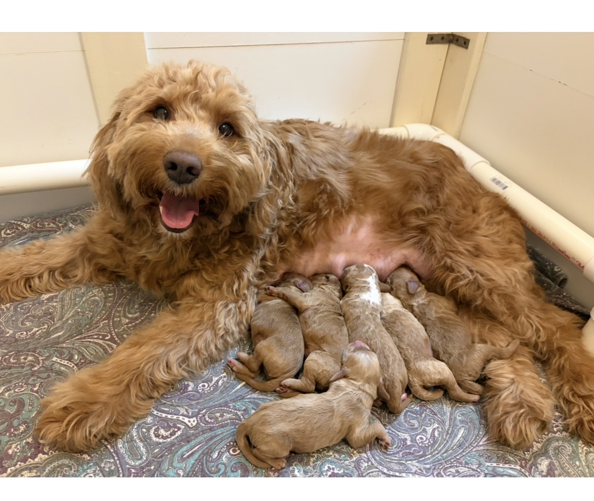 Lana with her newborn puppies