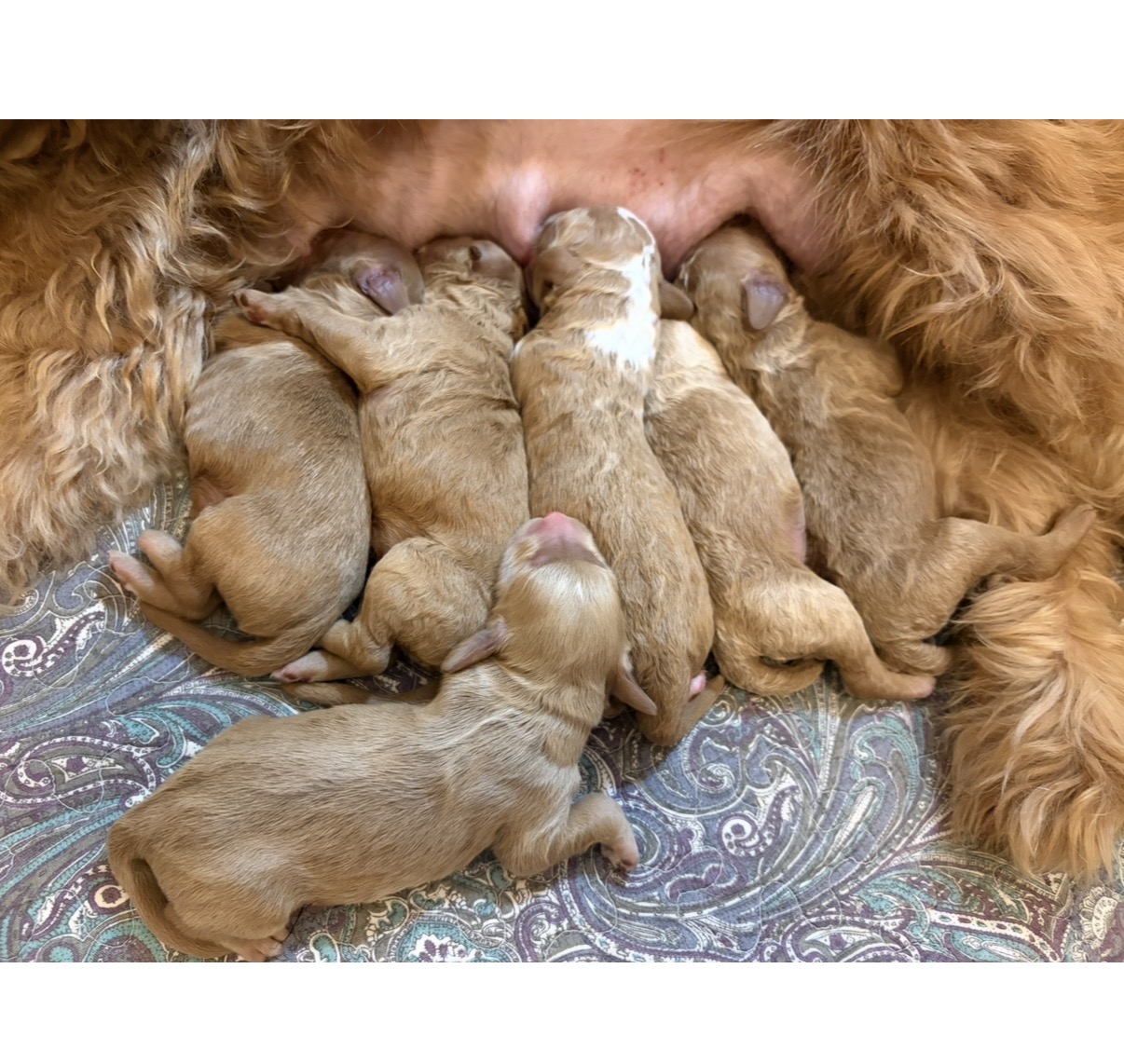 Lana's litter of six puppies