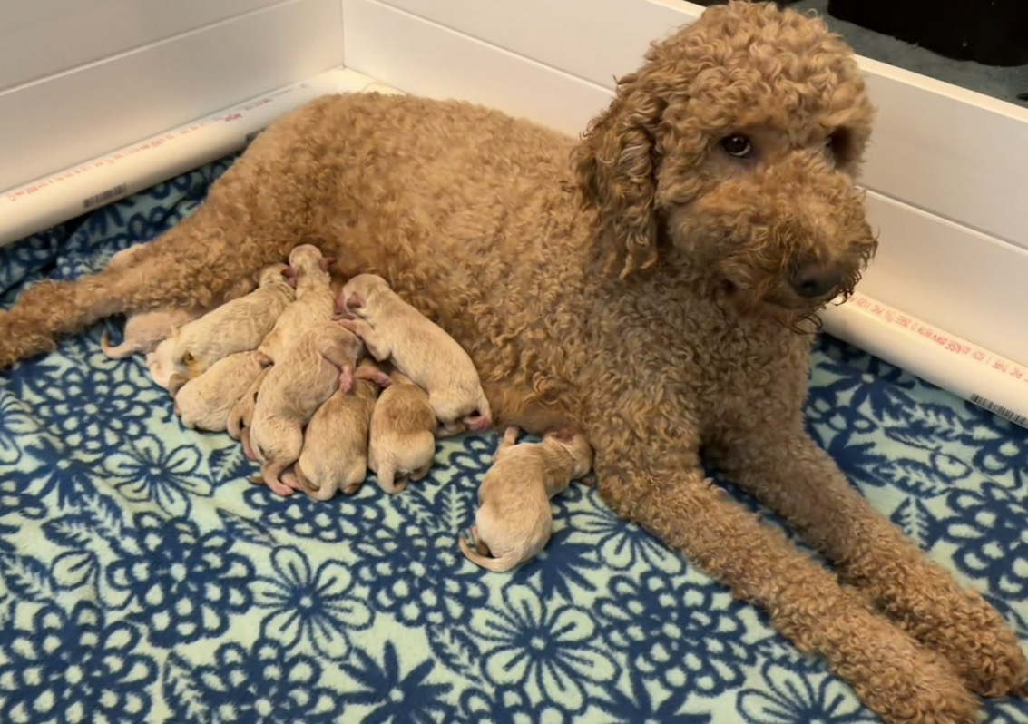 Marley with her newborn Toy Story litter