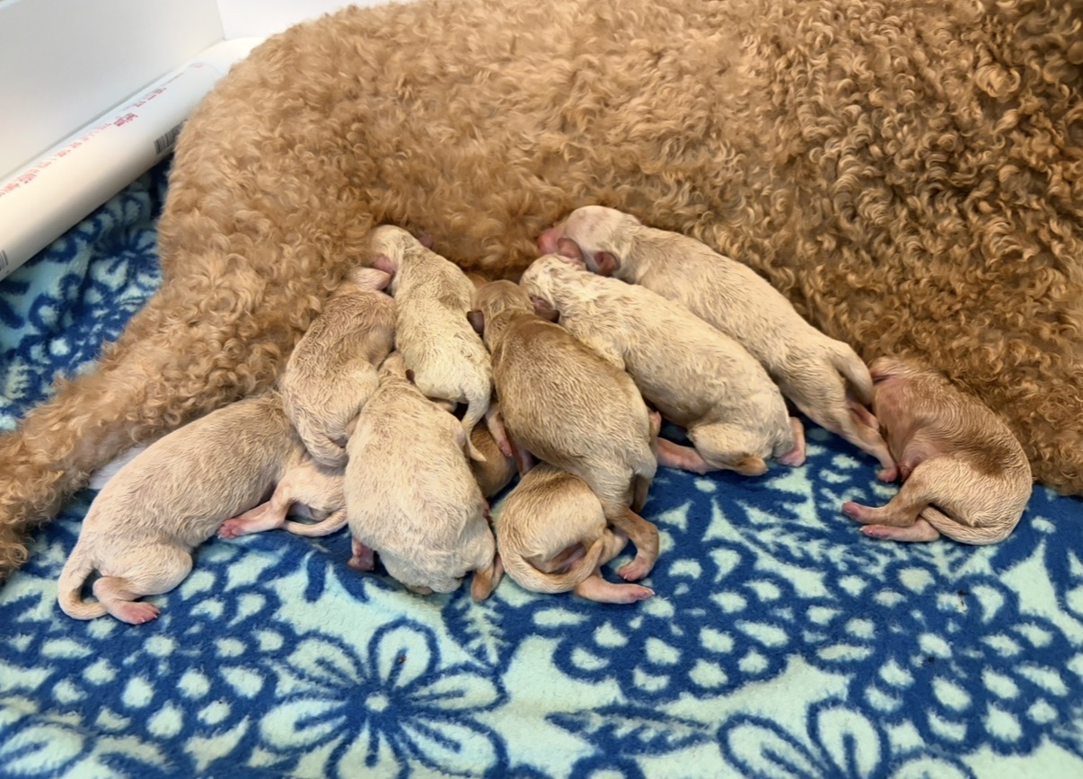 Marley's twelve puppies